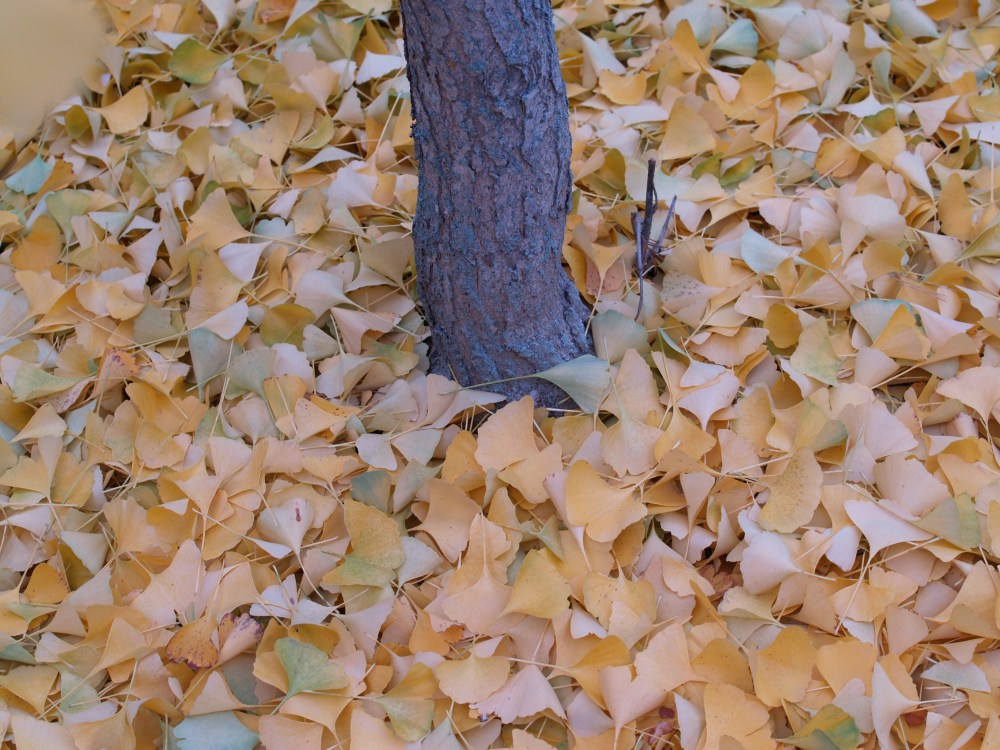 A carpet of ginkgo leaves