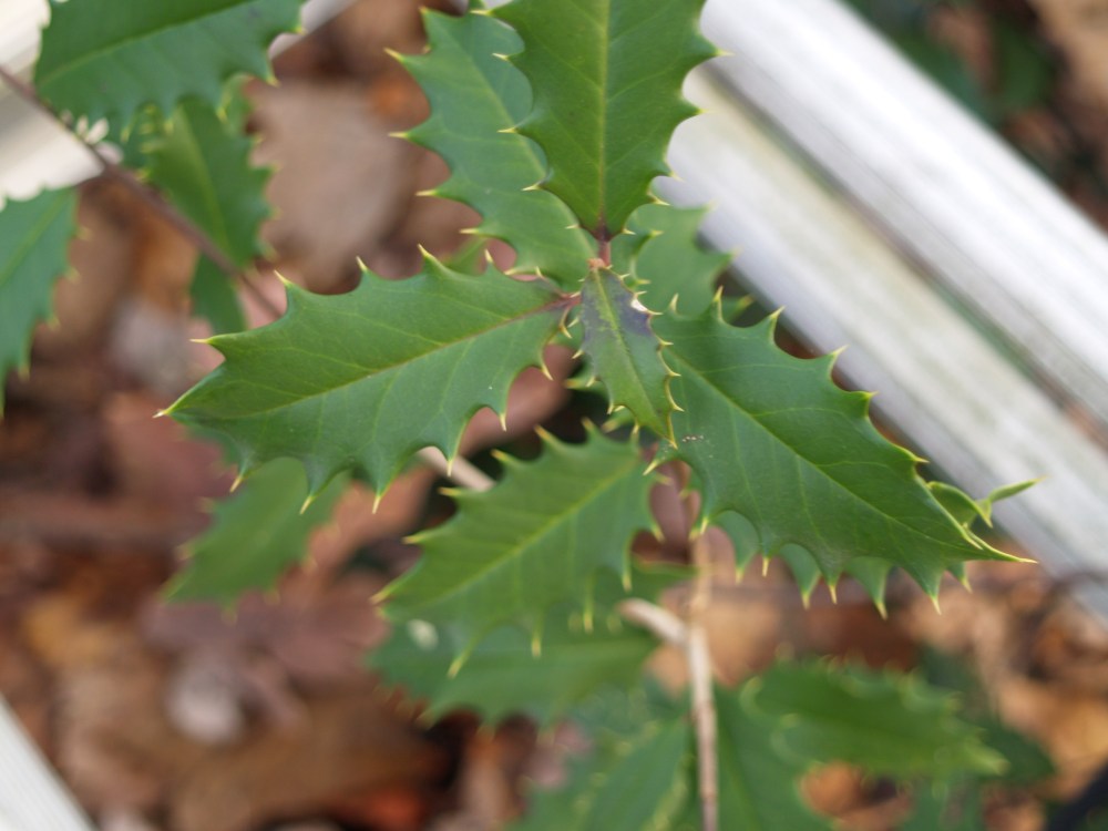 American holly seedling 2
