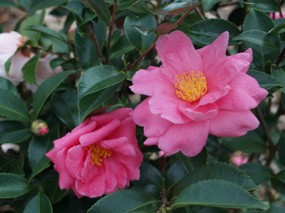 Winter's Joy camellia in early December