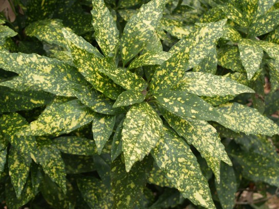 Gold Dust aucuba in early December