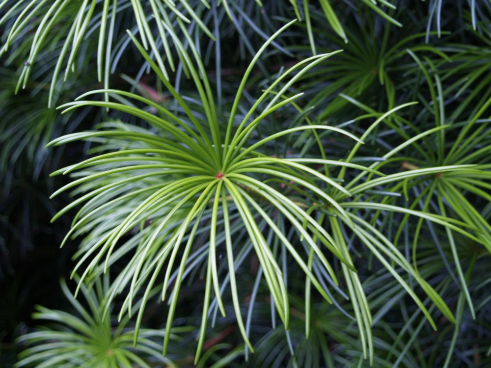 Japanese Umbrella pine