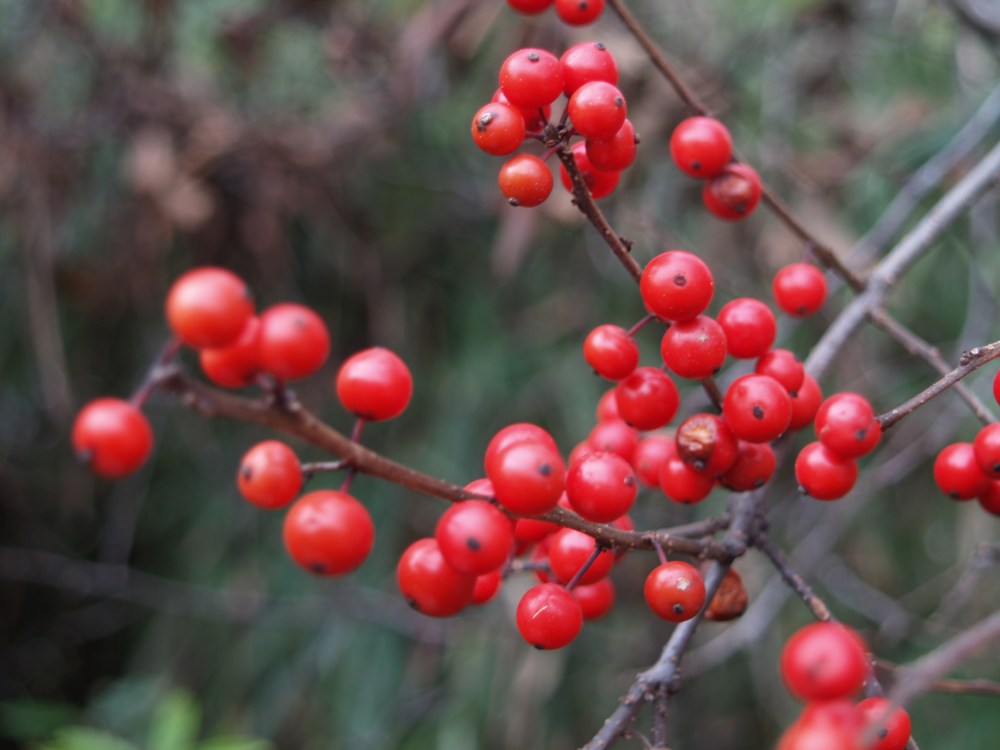 Sparkleberry holly in early December several years ago - many more berries than today