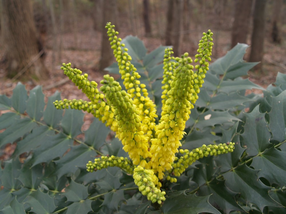Winter Sun mahonia in early December