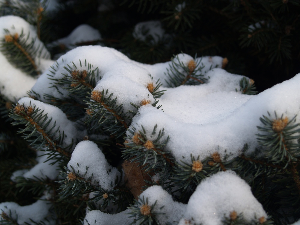 Snow on Colorado spruce 