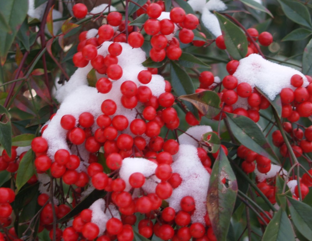 Nandina berries persist through the winter, and are rarely eaten by birds. By mid spring, berries turn brown and fall to the ground.