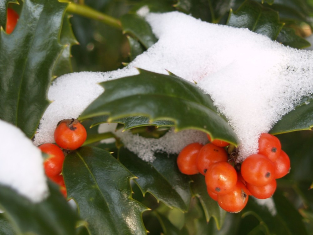 Holly berries in a December snow