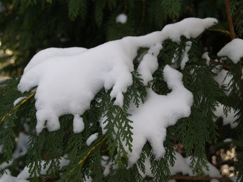 Lawson cypress in a December snow