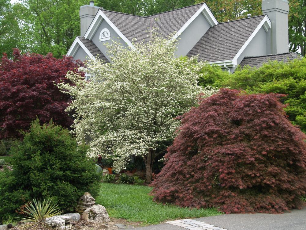 The front of the house is hidden behind Japanese maples and dogwoods. A purple leafed beech off the left corner of the house has become huge. 
