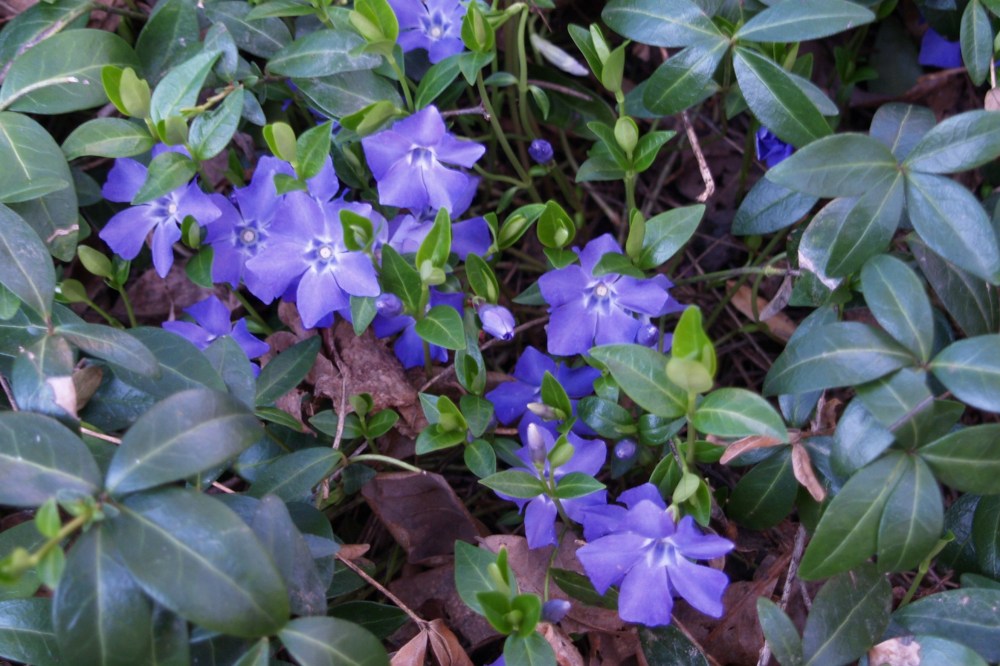 Periwinkle flowering in early spring