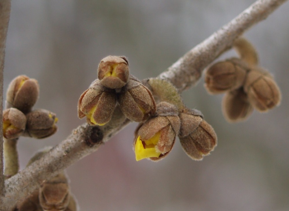 Witch hazel in late January
