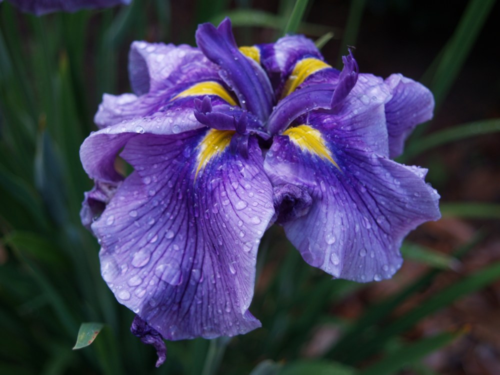 Japanese iris growing in a pond