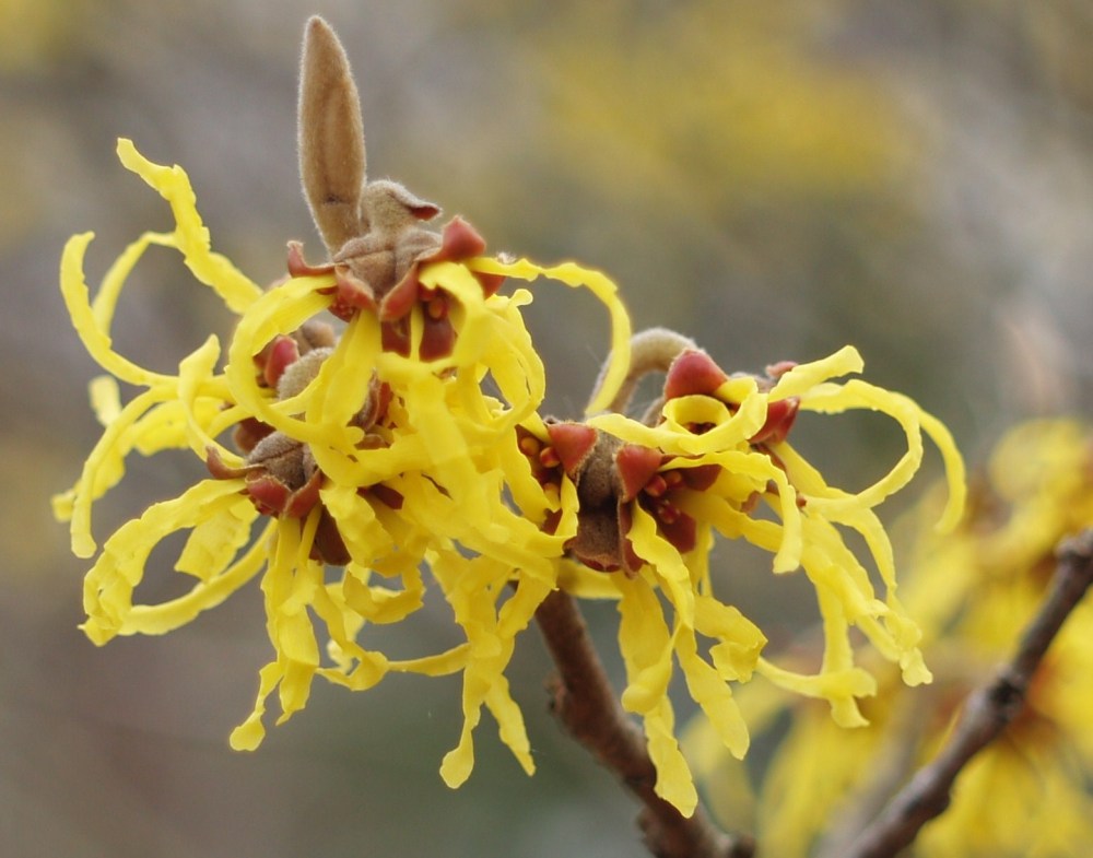 Arnold's Promise witch hazel in mid February