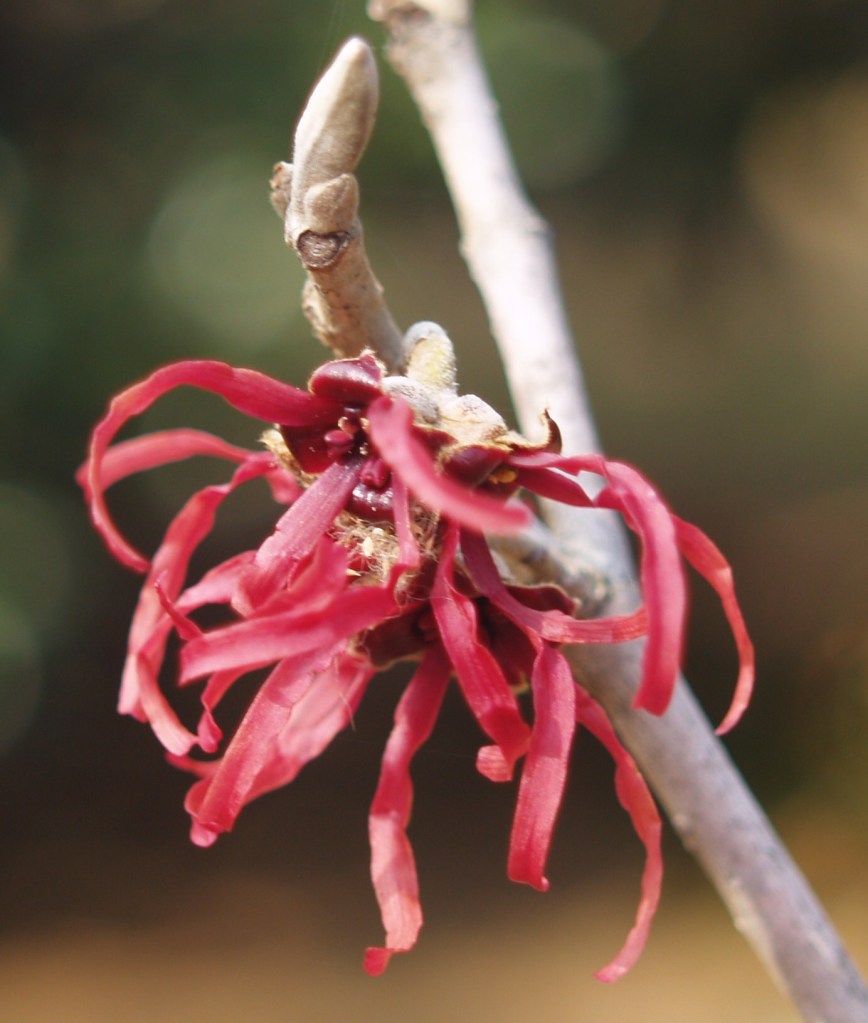 Diane witch hazel in mid February