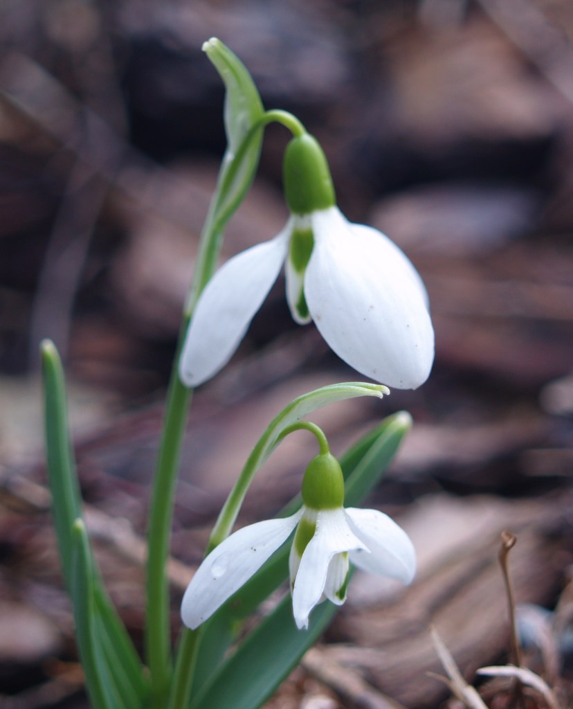 Snowdrops in late February