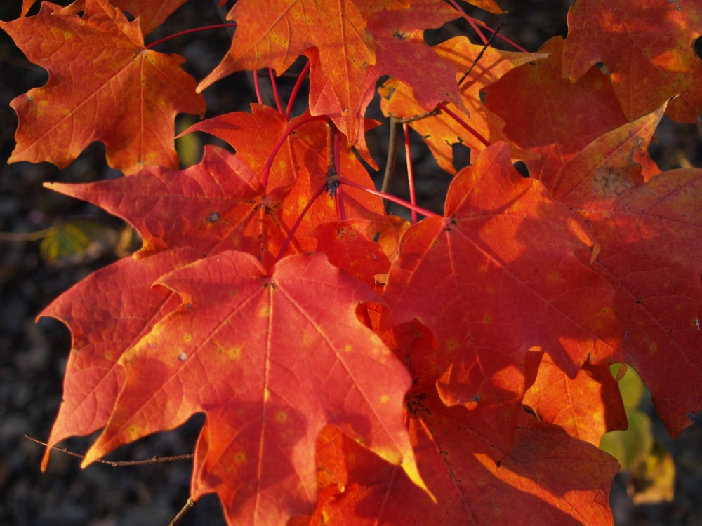 Maple autumn foliage
