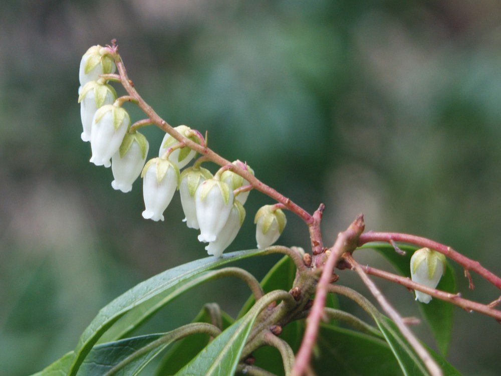 Buds of pieris are swelling by the day in mid March