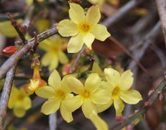 Winter jasmine in early March