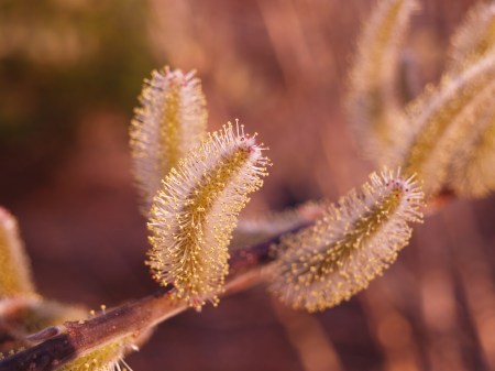 Pussy willow catkins in mid-March 