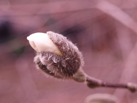 Star magnolia breaking bud