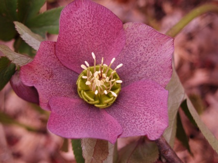 Hellebore in mid March