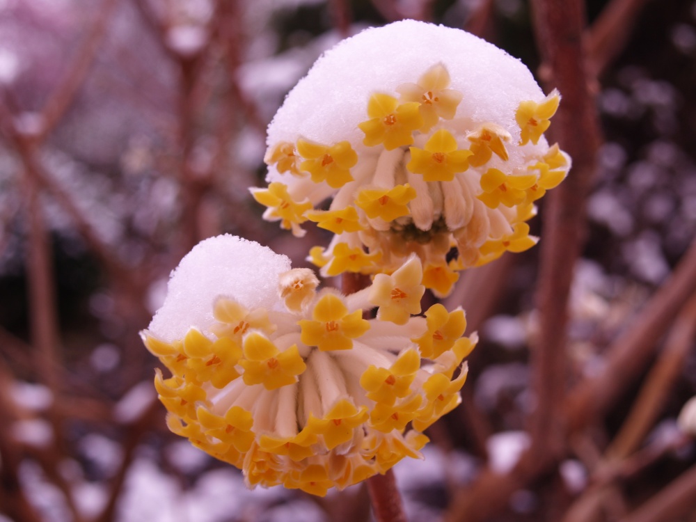 Edgeworthia blooms in a late March snow