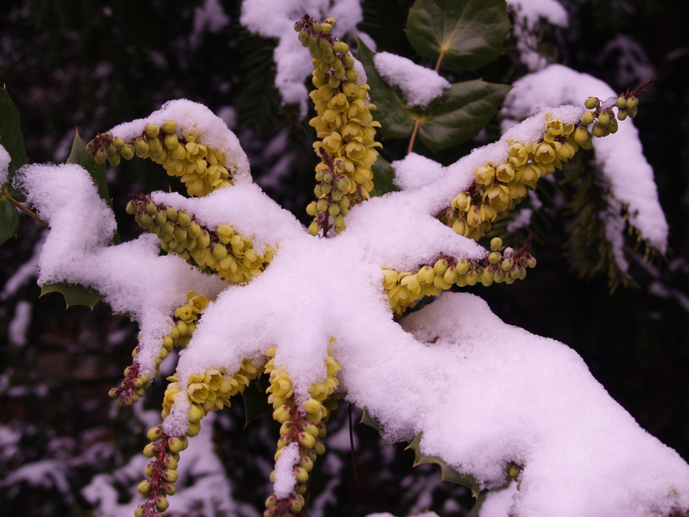 Snow covered Mahonia bealei blooms