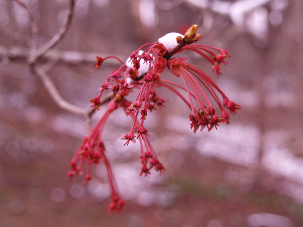 Red maple flowers in late March