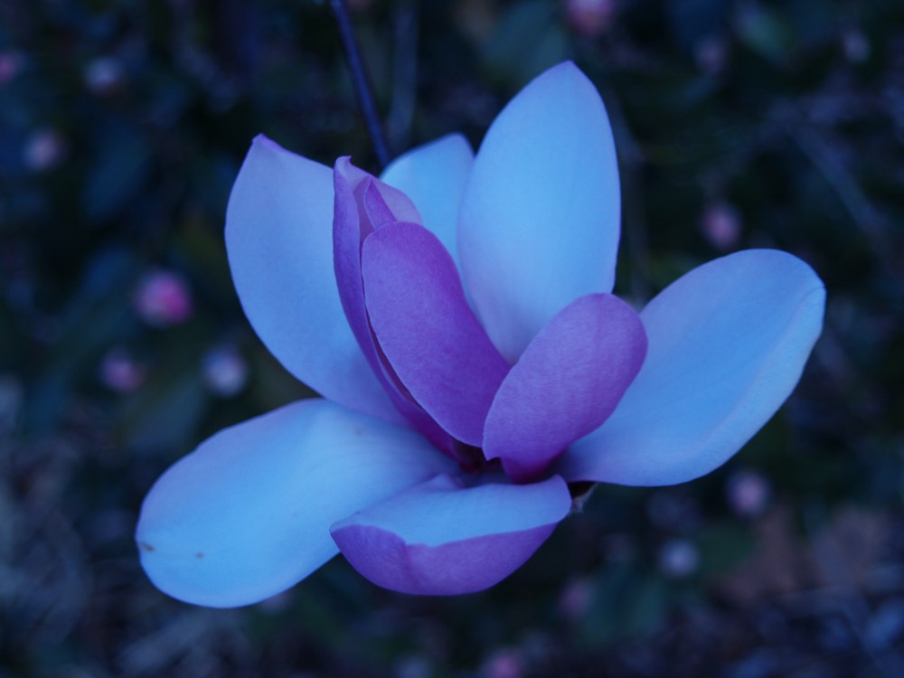 Jane magnolia - early April