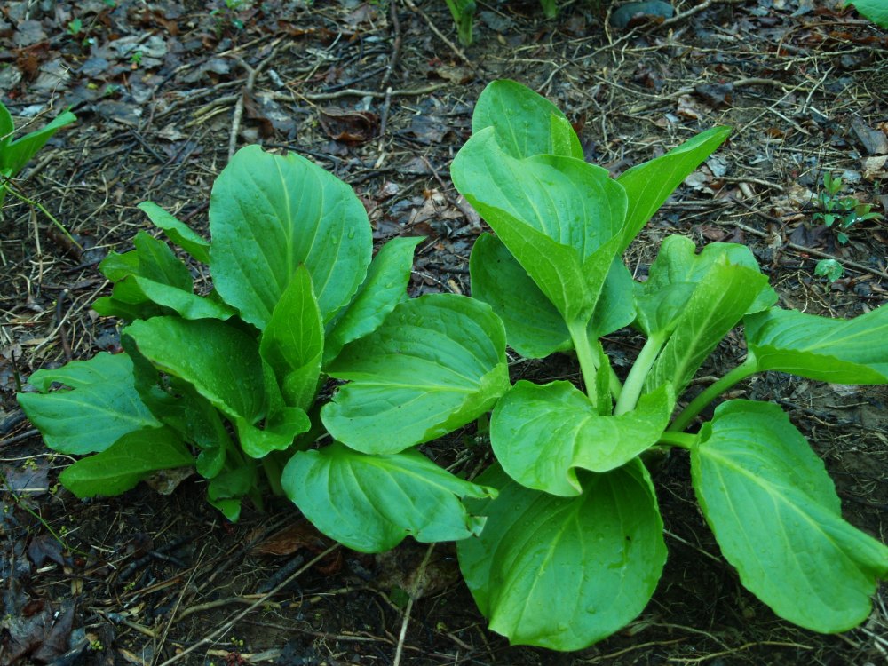 Skunk cabbage in early April