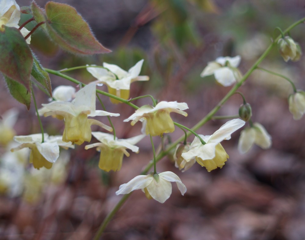 Epimediums will easily tolerate the dry shade of the shallow rooted beech.