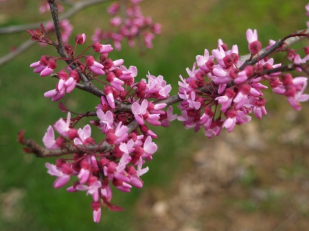 Redbud blooming in mid April