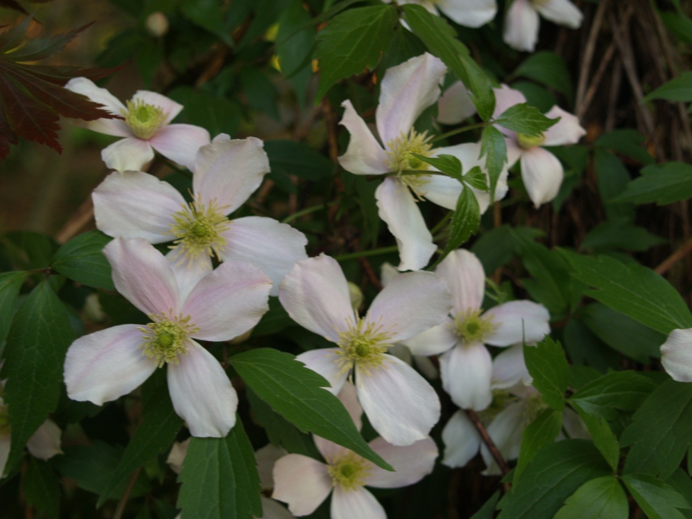 Clematis montana 'Rubens' in early May