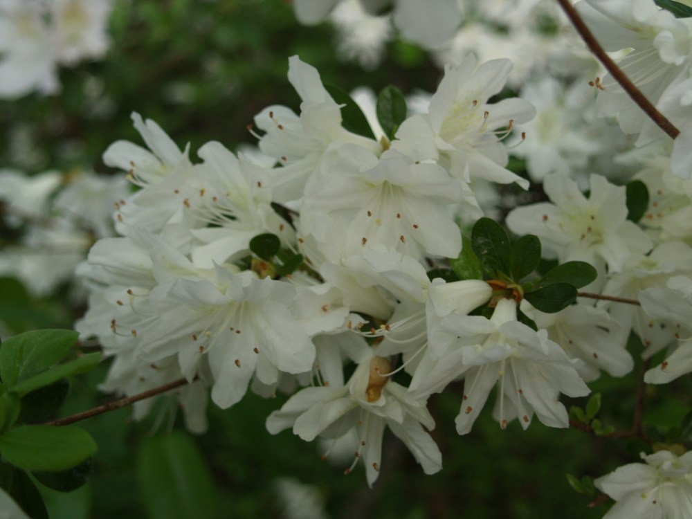 Delaware Valley White azalea in late April