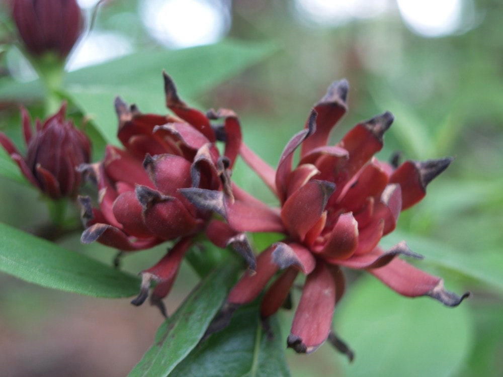 Sweetshrub (Calycanthus florida) thrives in waterlogged soil (as well as in dry shade).