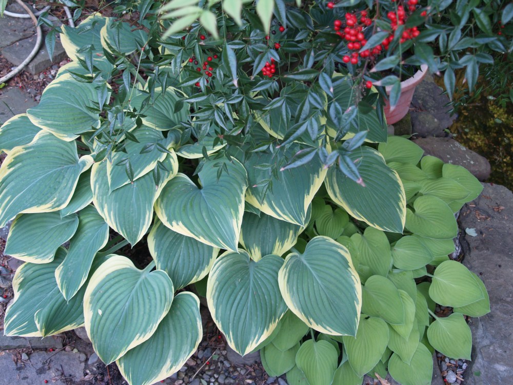 Nandina and hostas