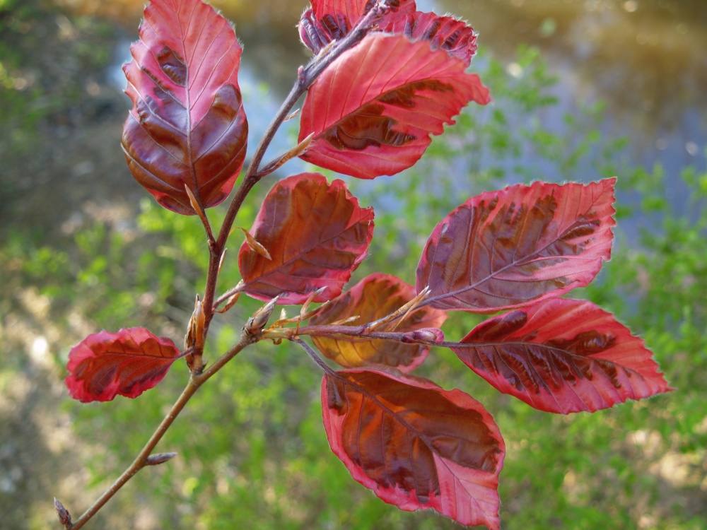 Tricolor beech foliage in early May