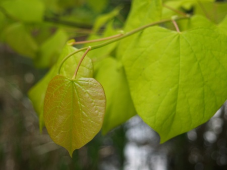 Hearts of Gold redbud in early May