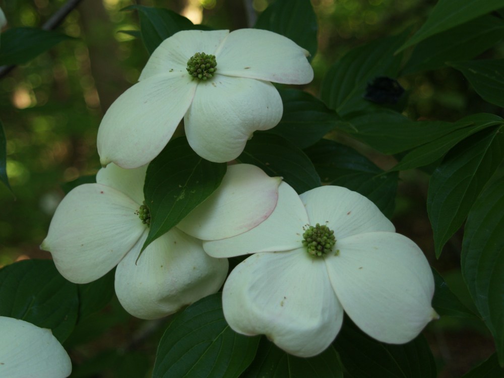 Stellar Pink dogwood in early May