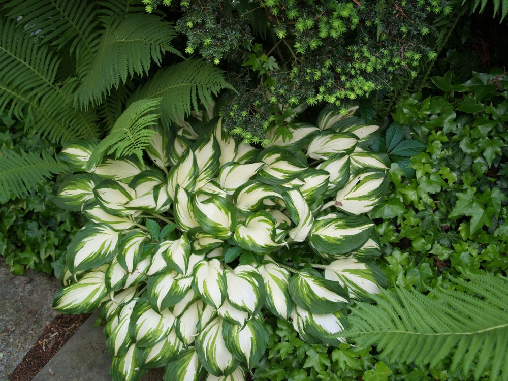 Hosta grows alongside Ostrich ferns that were transplanted from damp shade into much drier conditions.