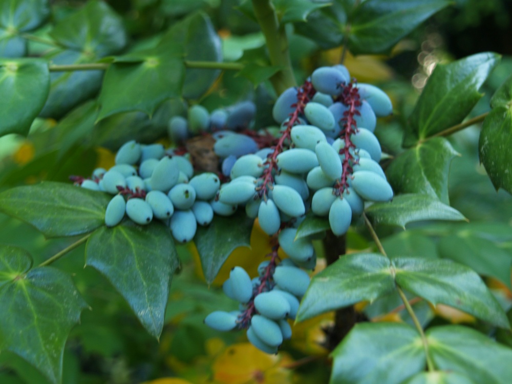 Fruit on Mahonia bealei in late May