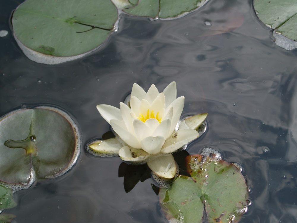 A waterlily in the front pond