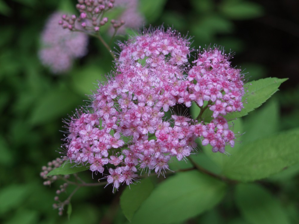 Goldmound spirea in late May