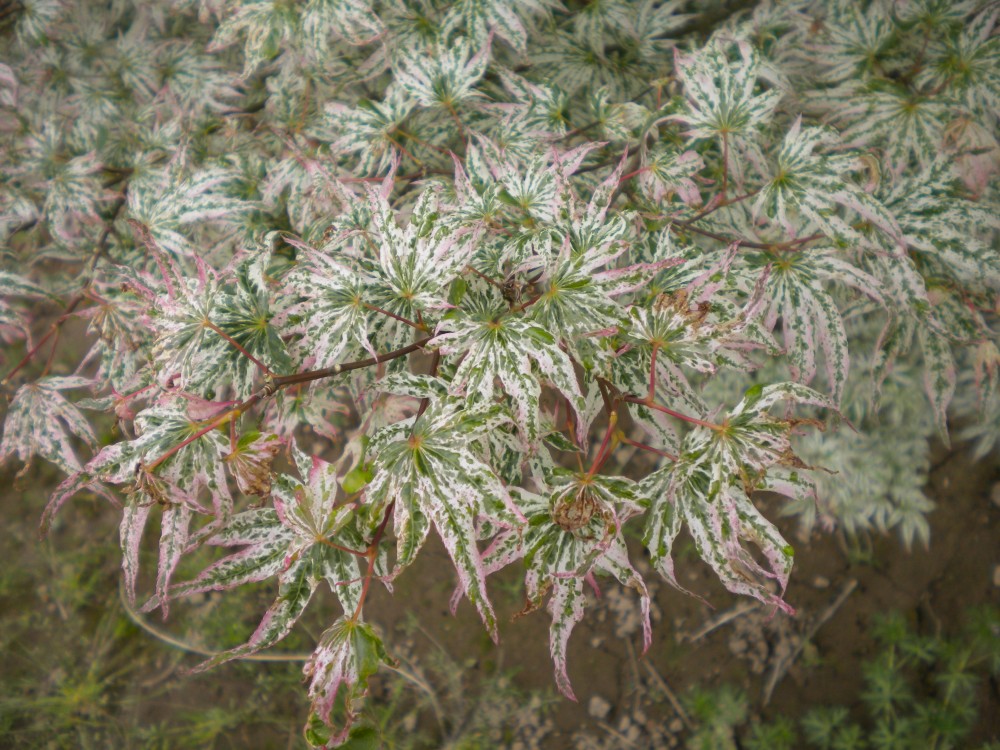 Foliage of Ukigumo maple