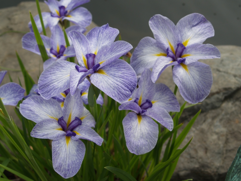 Japanese iris 