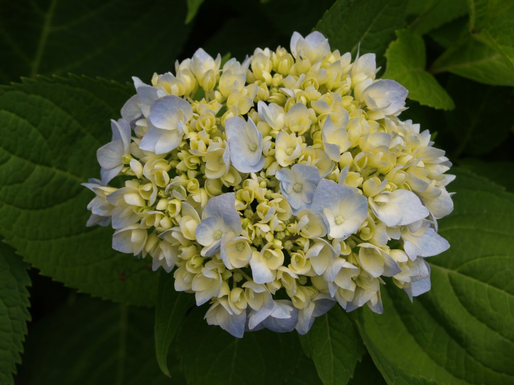 Penny Mac hydrangea in early June