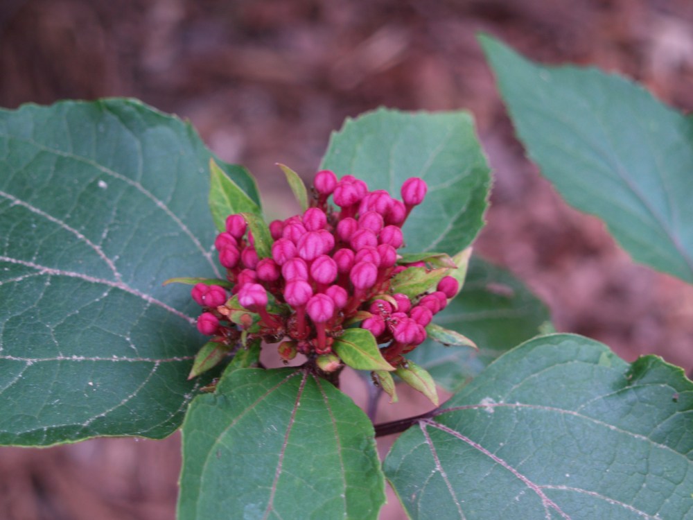 Clerodendrum in early June