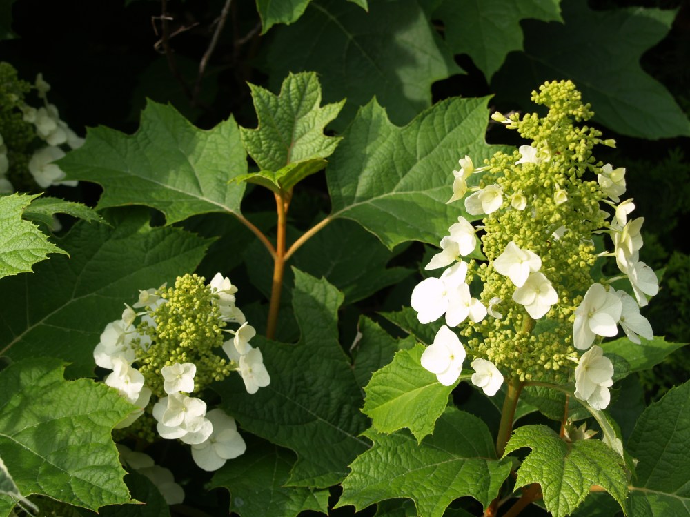 Oakleaf hydrangea in early June