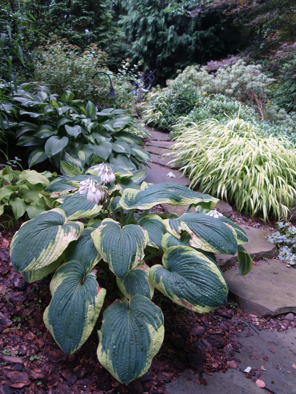 Hostas and Japanese Forest grass arch over a stone path