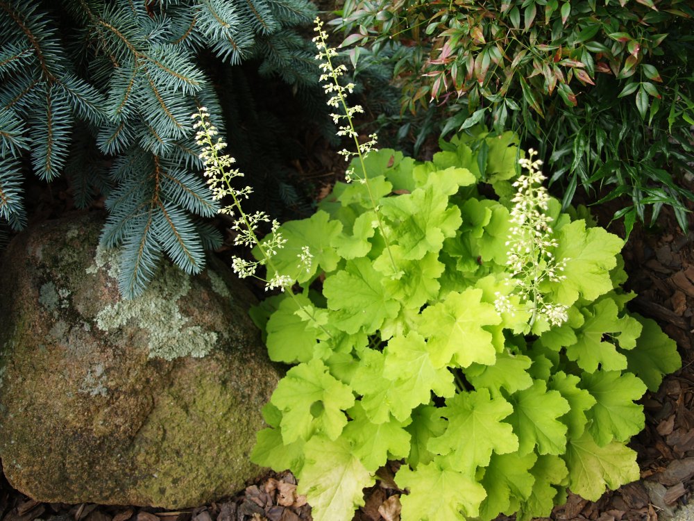 This yellow heuchera was lush and full after a rainy May, but it declined quickly in the summer's first heat.