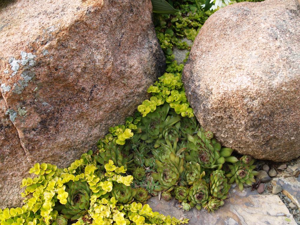 Creeping Jenny and hens and chicks between granite boulders